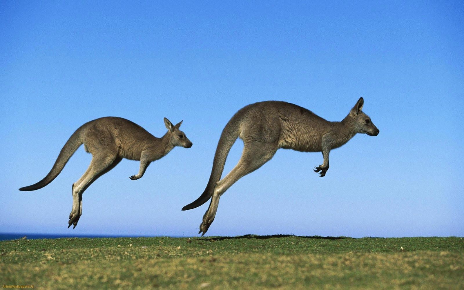 Feriados 2018 Veja quais são as melhores viagens para este ano Austrália Cangurus
